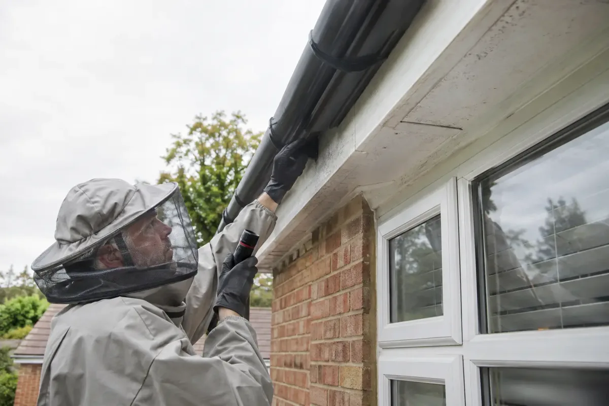 Follow-up inspection for repeat wasp activity